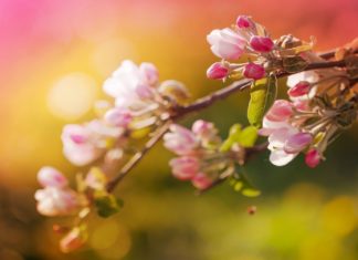 Beautiful Relaxing Music with No Loops – Stunning Nature & Calm Music